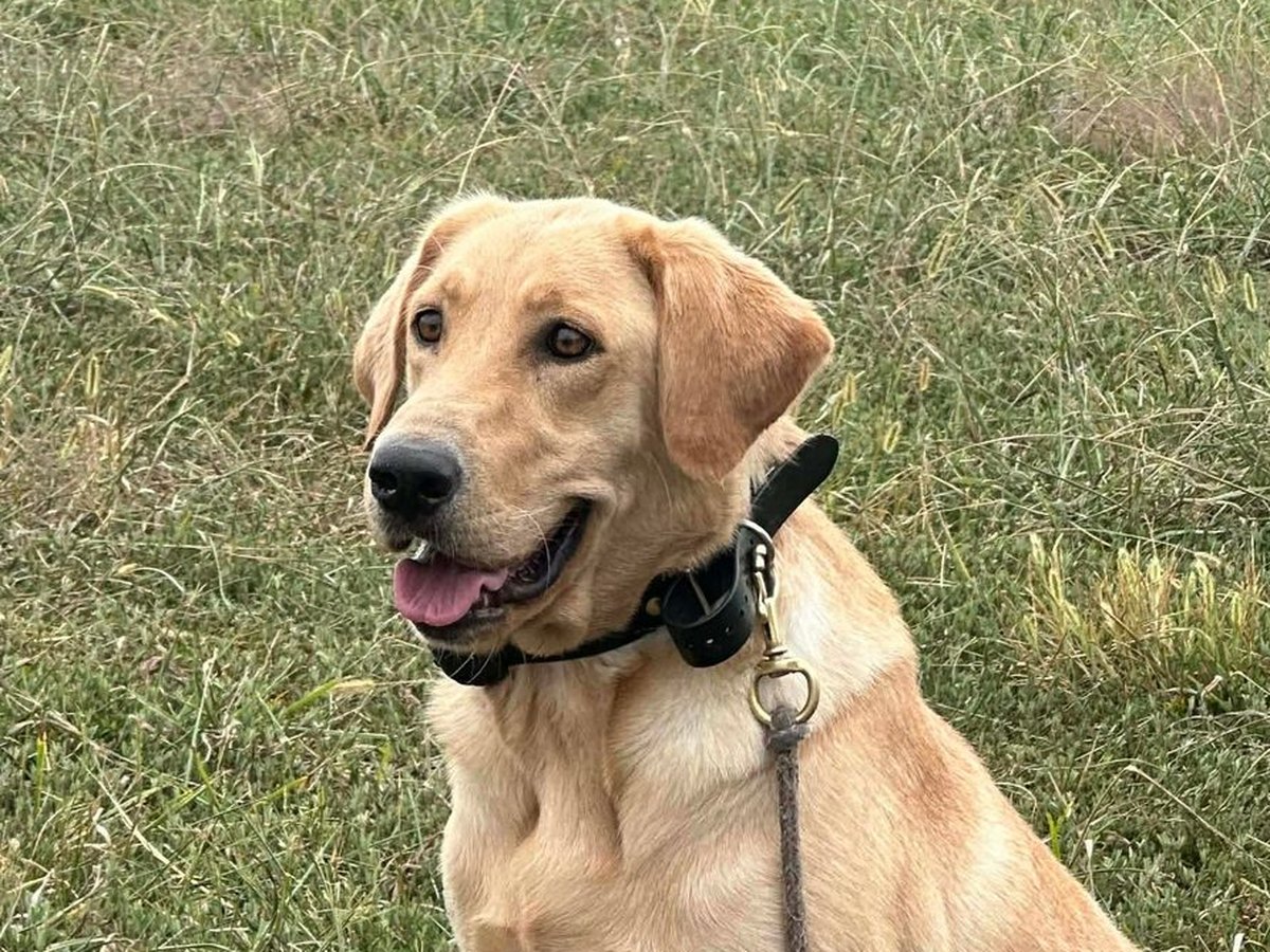 Kimber
