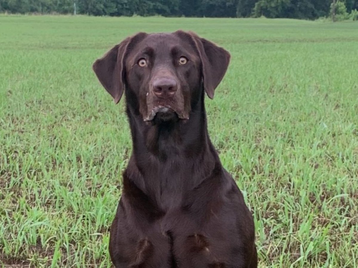 Mocha