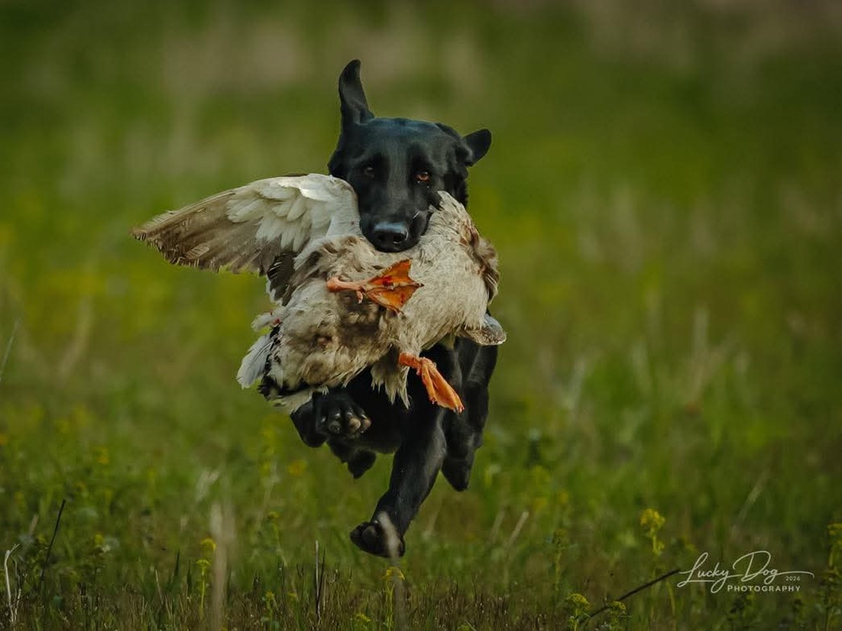 Pepper