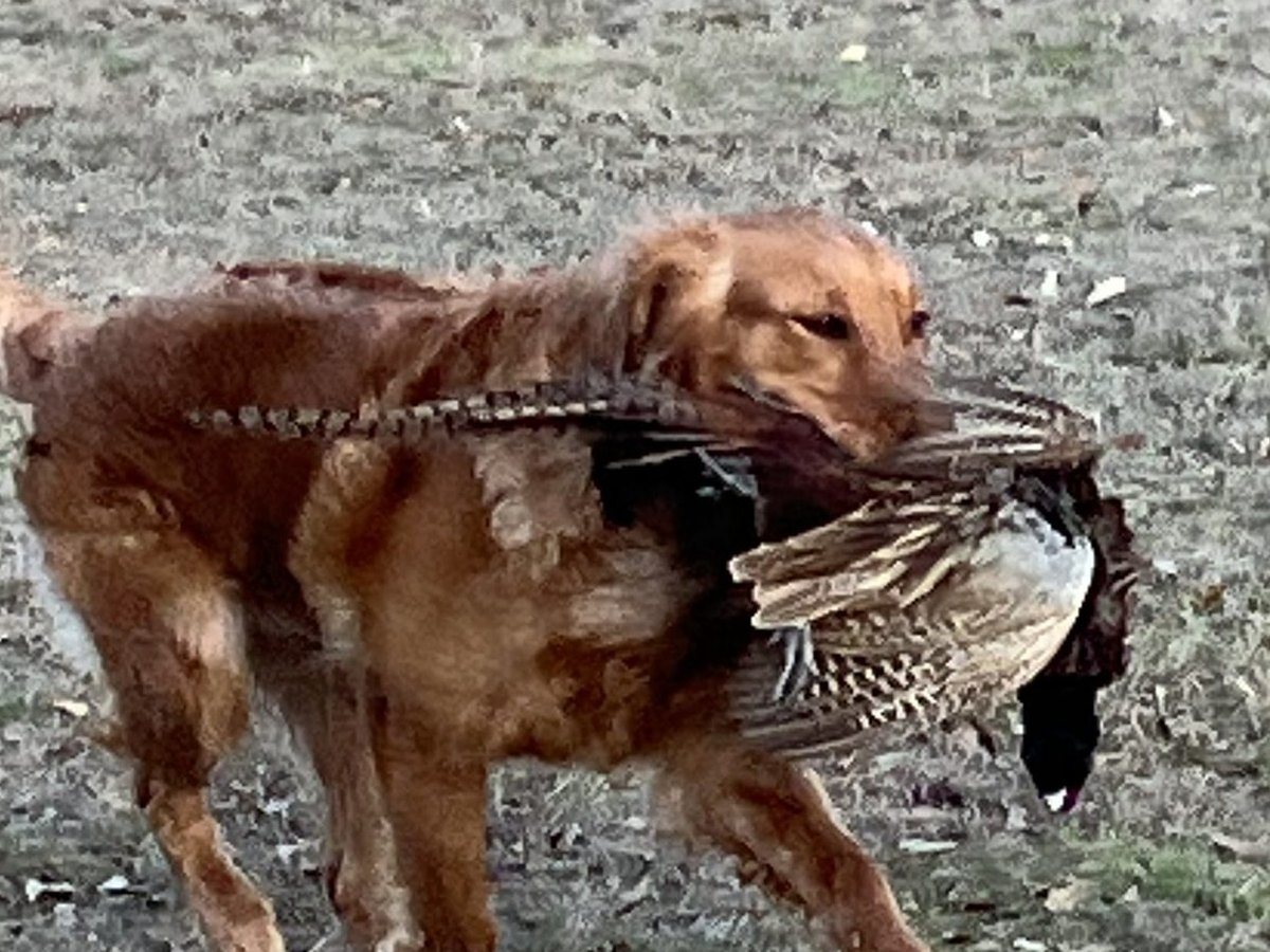 Sadie